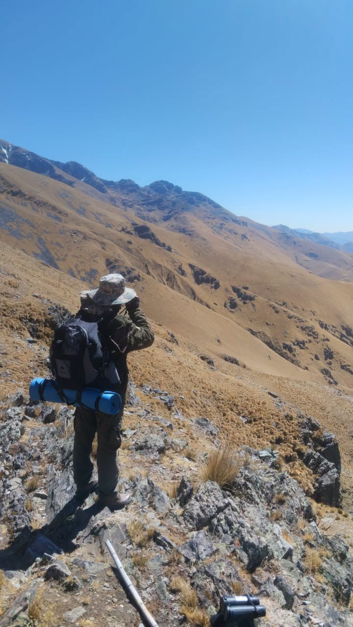 Censo de tarucas en la Reserva Biológica Cordillera de Sama. Fotos: Sernap.