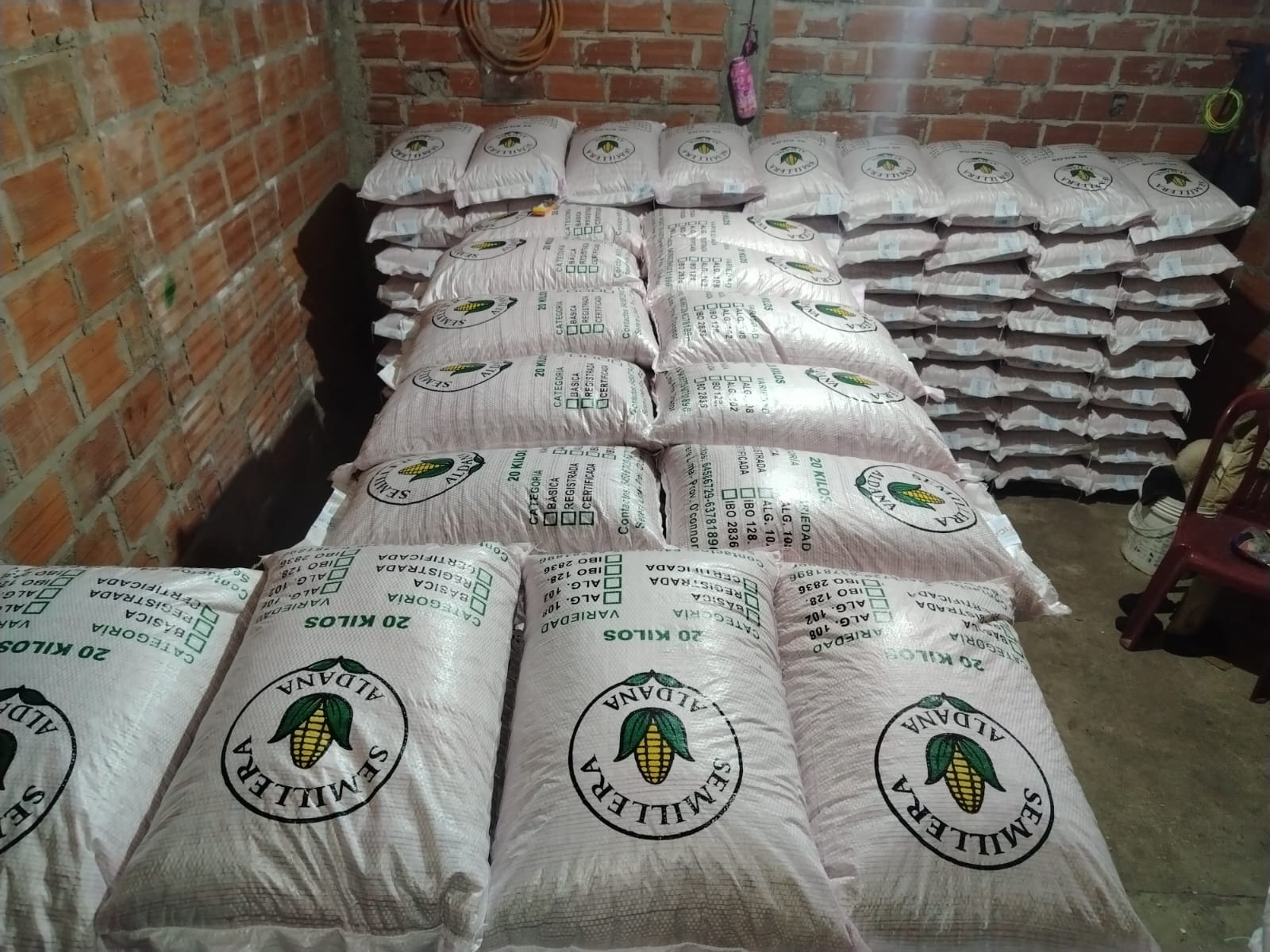 Control de calidad de la producción con el etiquetado de semilla de maíz en la comunidad de Timboy. Foto: Iniaf.