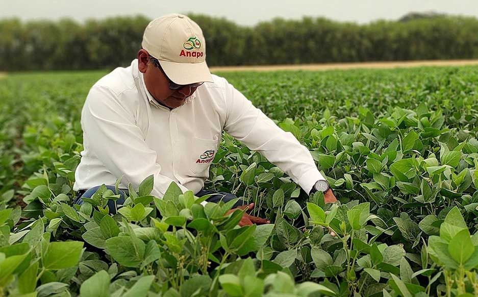 Campo de cultivos en Santa Cruz. Foto: Anapo.