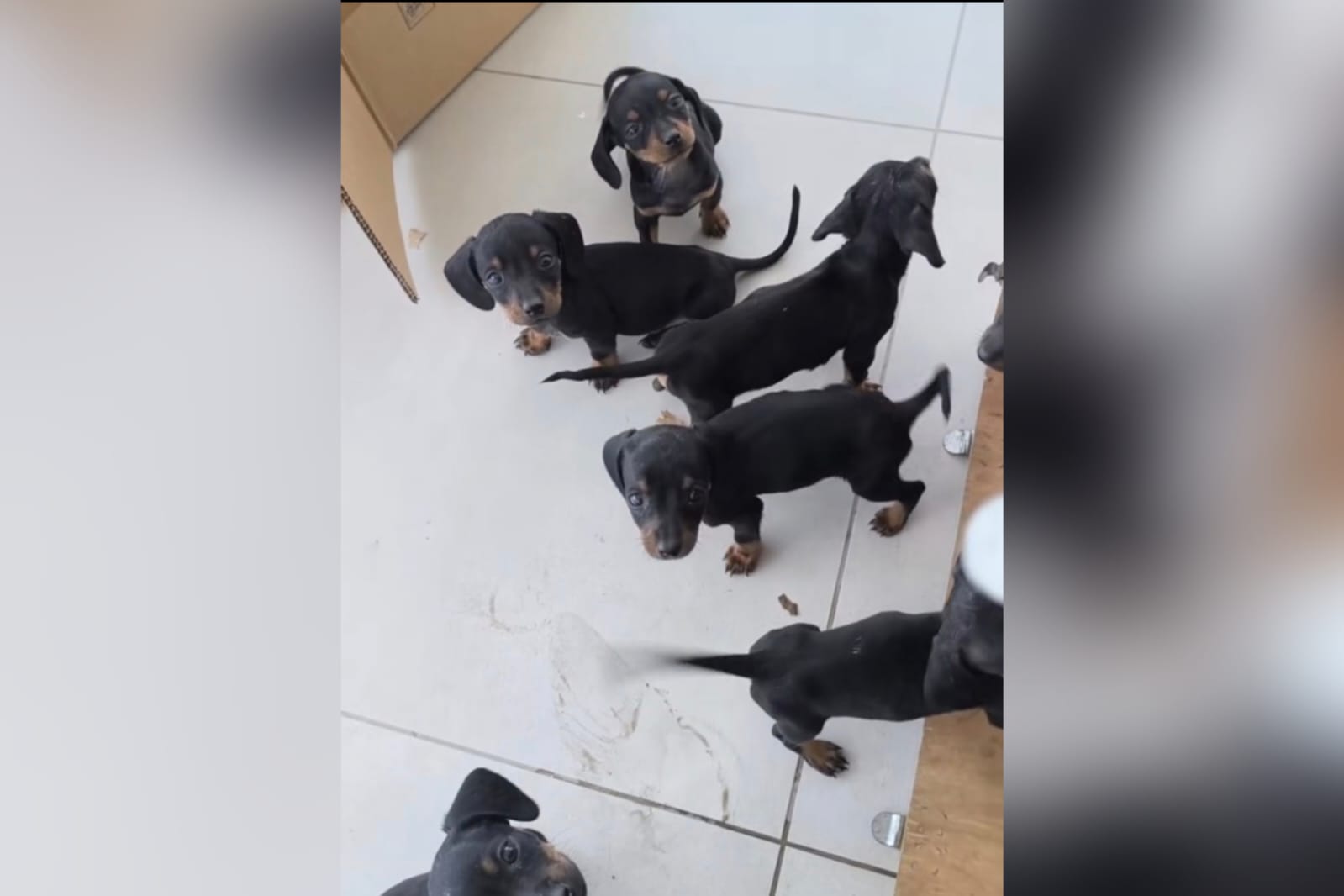 Los cachorritos rescatados en Cochabamba. Foto: captura video