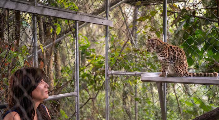 La exploradora Paola Nogales-Ascarrunz junto a un ejemplar de Leopardus tilcayo, nueva especie de felino identificada en Bolivia. Foto: Fernando Faciole/National Geographic.