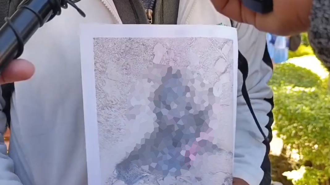 Una fotografía del ganado afectado tras el ataque de perros. Foto: captura video