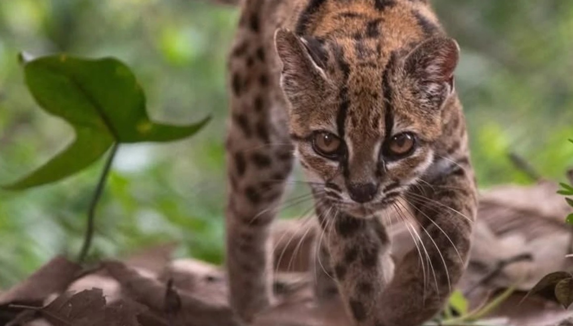 El Leopardus tilcayo. Foto: National Geographic - Fernando Faciole